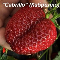 Клубника «Cabrillo» (Кабрилло)