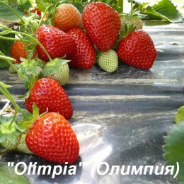Клубника «Olimpia» (Олимпия)