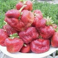 Клубника Цунаки