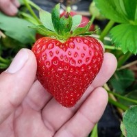 Клубника "Jenkka" (Дженкка) 