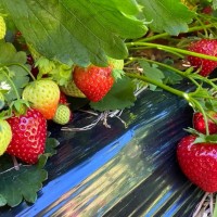 Клубника "Jenkka" (Дженкка) 