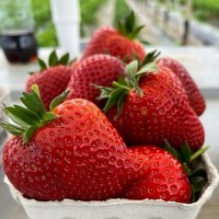 Клубника "Jenkka" (Дженкка) 