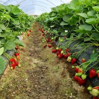 Клубника "Limvalnera" (Лимвалнера)