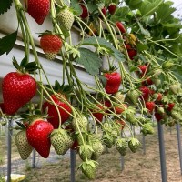 Клубника "Marvella"  (Марвелла)