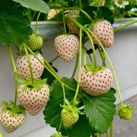 Клубника Yuexuefei / Юэсюэфэй / 越雪妃 / Снежная королева или Белый нефрит (№62)