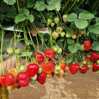 Клубника "Falco (11-23-06P)" (Фалко)