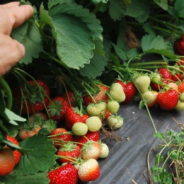 Клубника «Sunsation» 