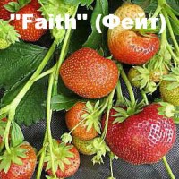 Клубника «Faith» (Фейт)