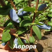 Жимолость "Aurora" (Аврора)