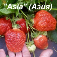 Клубника «Asia» (Азия)