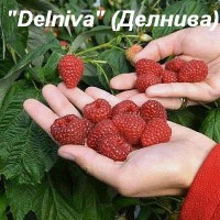 Малина "Delniva" (Делнива)