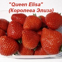 Клубника «Queen Elisa» (Королева Элиза)
