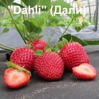 Клубника "Dahli" ( Дали)