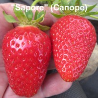 Клубника «Sapore»( Сапоре)