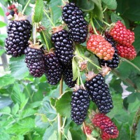 Ежевика «Natchez» (Натчез)