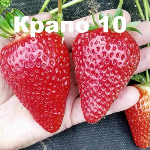 Купить ремонтантный сорт клубники Крапо 10 в Минске, саженцы ...