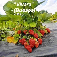 Клубника «Vivarа» (Вивара)